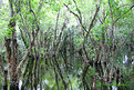 Picture Title - big cypress reflection