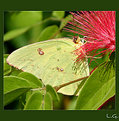 Picture Title - …cloudless sulphur butterfly…