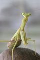 Picture Title - Praying Mantis