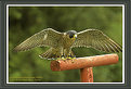 Picture Title - Peregrine 