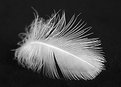 Picture Title - The Feather.