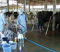 Picture Title - Getting Ready for Milking