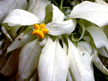 Picture Title - white leaves..yellow flower