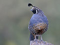 Picture Title - California Quail