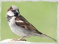 Picture Title - Sparrow portrait