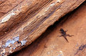 Picture Title - Lizard Rock 1