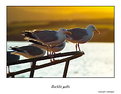 Picture Title - Gulls
