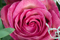 Picture Title - Raw rose