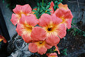 Picture Title - Orange Flowers