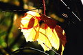 Picture Title - Autunno nḞ 3
