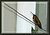 Bird on a Wire