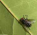 Picture Title - .:: The fly ::.