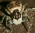 Picture Title - Jumping Spider "Tappy"