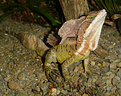 Picture Title - Jesus Christ Lizard