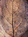 Picture Title - leaf's veins