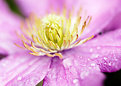 Picture Title - Clematis After the Rain