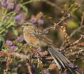 Picture Title - Rock bunting