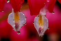 Picture Title - Teardrops of a Bleeding Heart