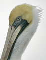 Picture Title - Pelican Profile