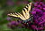 yellow butterfly on ironweed