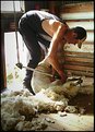 Picture Title - Shearing Time