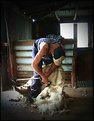 Picture Title - Shearing Time 1