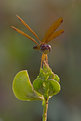 Picture Title - Eastern Amberwing