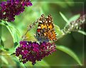 Picture Title - Painted Lady