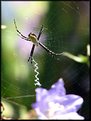 Picture Title - Orb Weaver