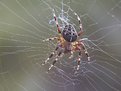 Picture Title - Spider 1