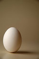 Picture Title - tamago