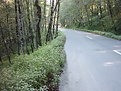 Picture Title - Forest Road