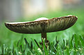 Picture Title - mushroom #1