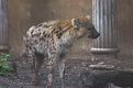 Picture Title - Rotterdam Zoo Hyena 2