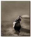 Picture Title - Duck Sitting in B&W