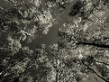 Picture Title - Birch Canopy Monochrome
