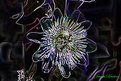Picture Title - passion flower