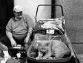 Picture Title - The Man and the Cats