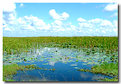 Picture Title - Everglades Morning