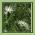 Picture Title - Centaurea Dealbata