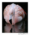 Picture Title - Just Flamingo