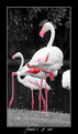 Picture Title - Flamingo 