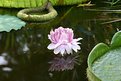 Picture Title - Reflecting pool