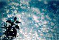 Picture Title - Plant & Sky