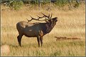 Picture Title - Bugling Bull Elk