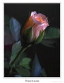Picture Title - A rose is  a rose