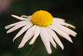 Picture Title - daisy
