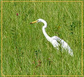 Picture Title - Egret Treat