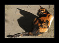 Picture Title - il gatto e la sua ombra