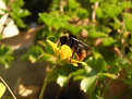 Picture Title - Bumblebee